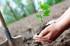 برنامه ریزی شهرداری اهواز برای کاهش ریزگردها با کاشت درختان مثمر