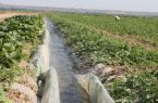 برآورد پنج میلیارد متر مکعبی نیاز آبی کشت تابستانه خوزستان