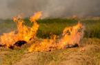 کشاورزانی که مزارع را آتش بزنند به مراجع قضایی معرفی می‌شوند